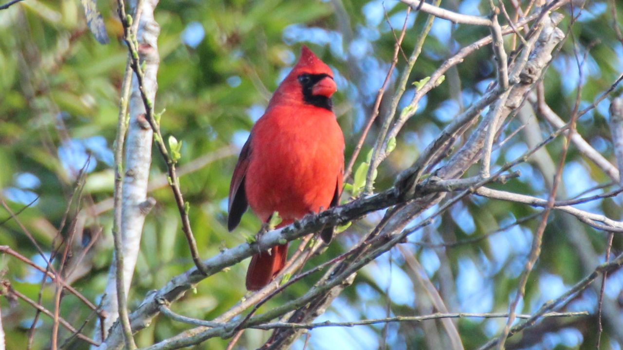 Northern Cardinal (male)