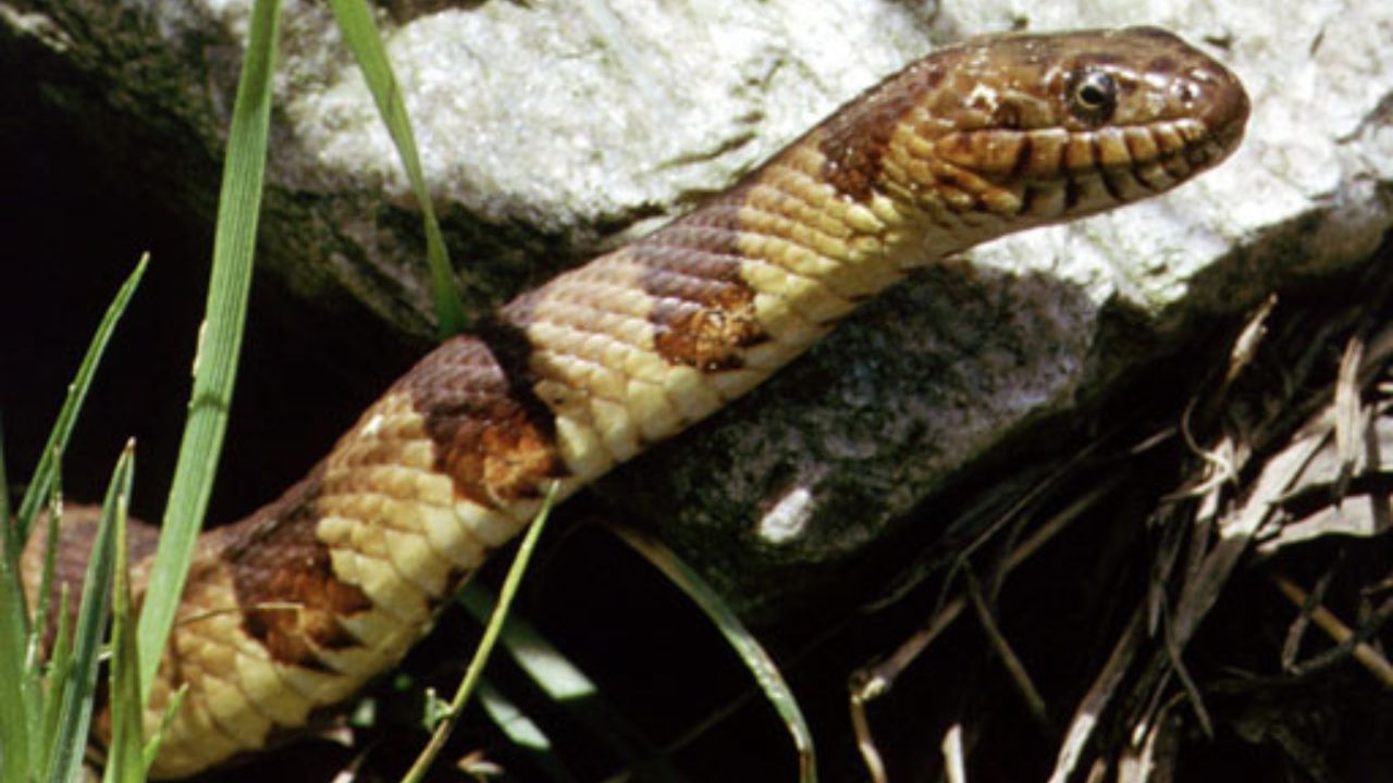 Northern Watersnake, Nerodia sipedon. Location Durham, North Carolina, United States