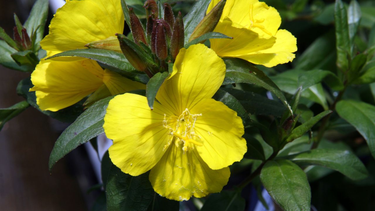 Oenothera fruticosa glauca 'Fireworks'