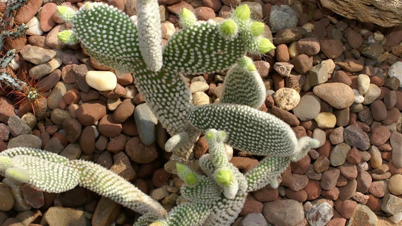 Opuntia microdasys albispina 1z