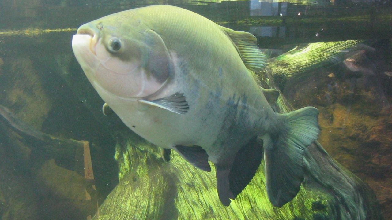 Pacu
