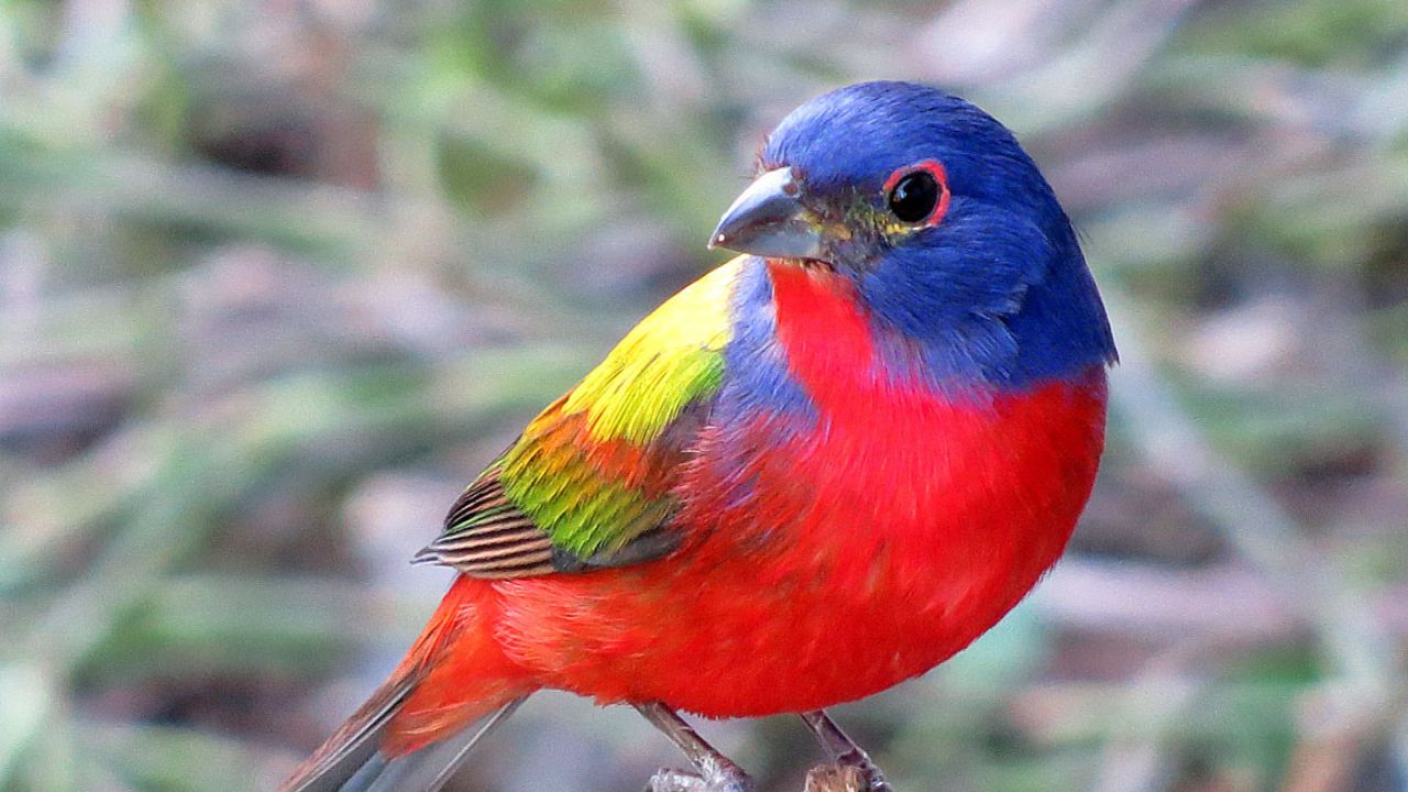 Painted Bunting Passerina ciris ciris, male, Merritt Island, Florida