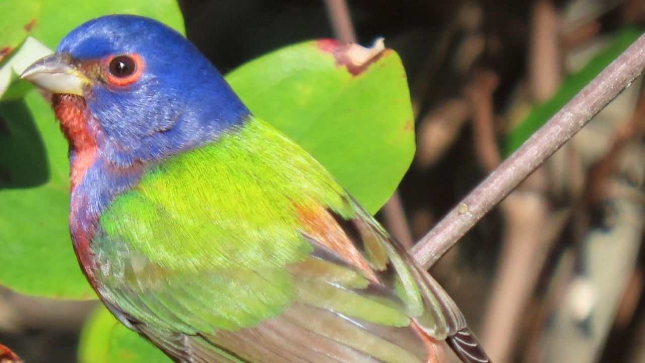 Painted Bunting (Passerina ciris)