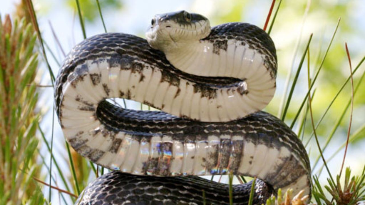 Pantherophis obsoletus Western Rat Snake