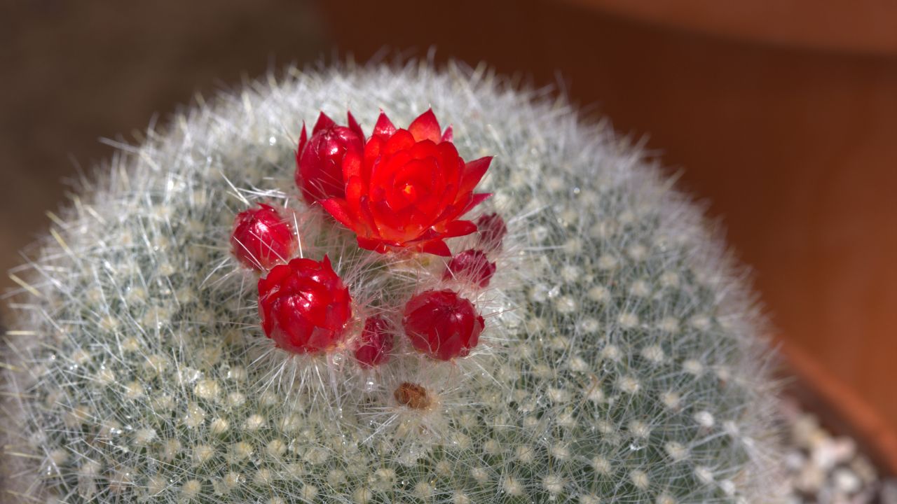 Parodia haselbergii in Gotehenburg Botanical Garden in 2015. Plant id: 2007-1602 p G -- Bengtsson