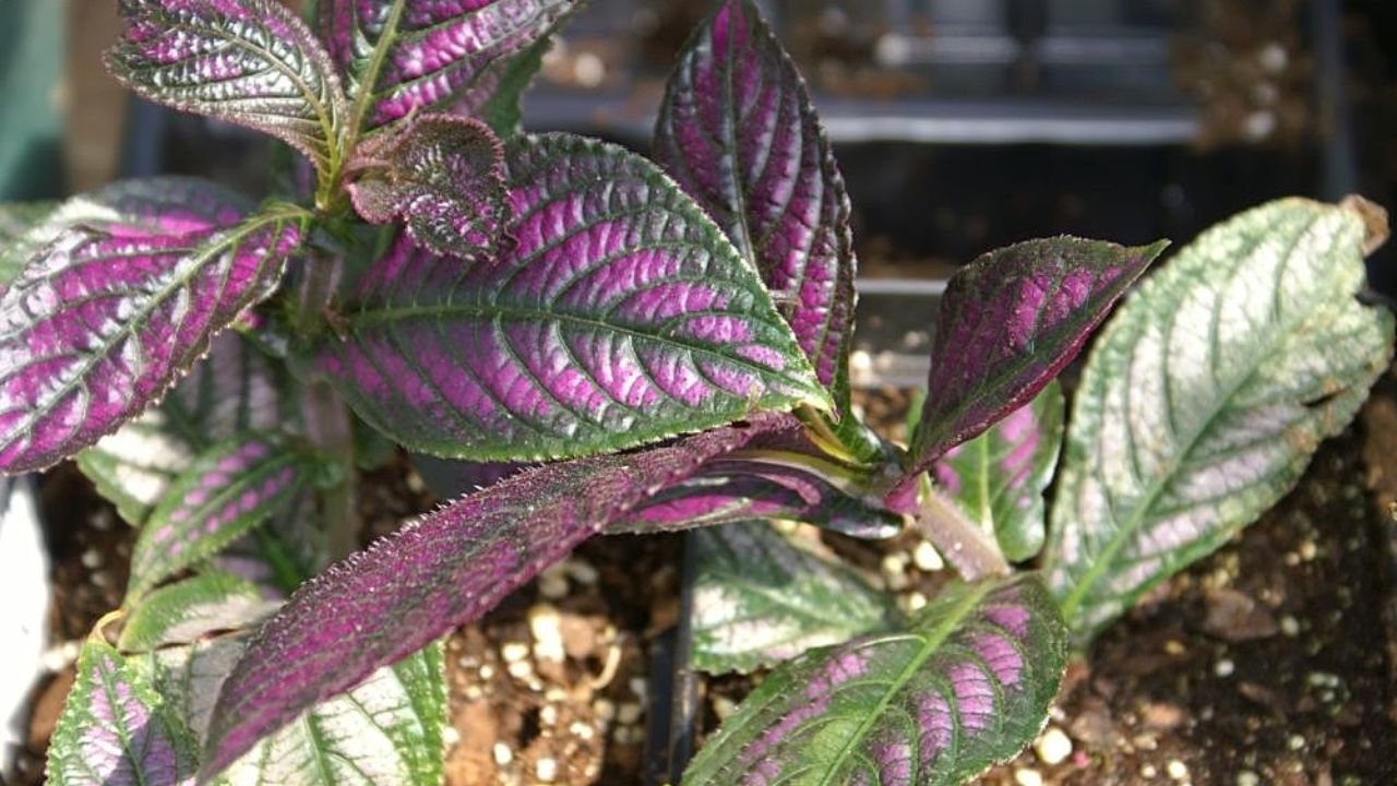 Persian Shield (Strobilanthes dyerianus)