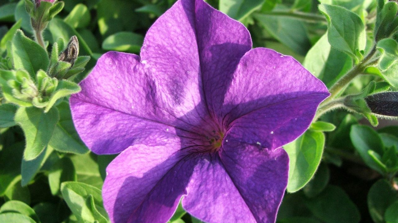 Petunia x hybrida