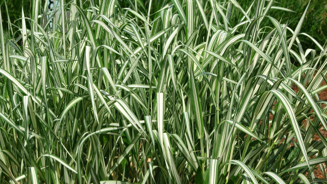 Phalaris arundinacea 'Picta'