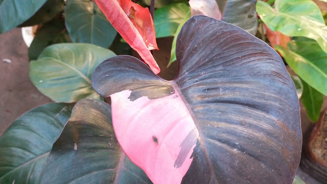 Philodendron Pink Princess