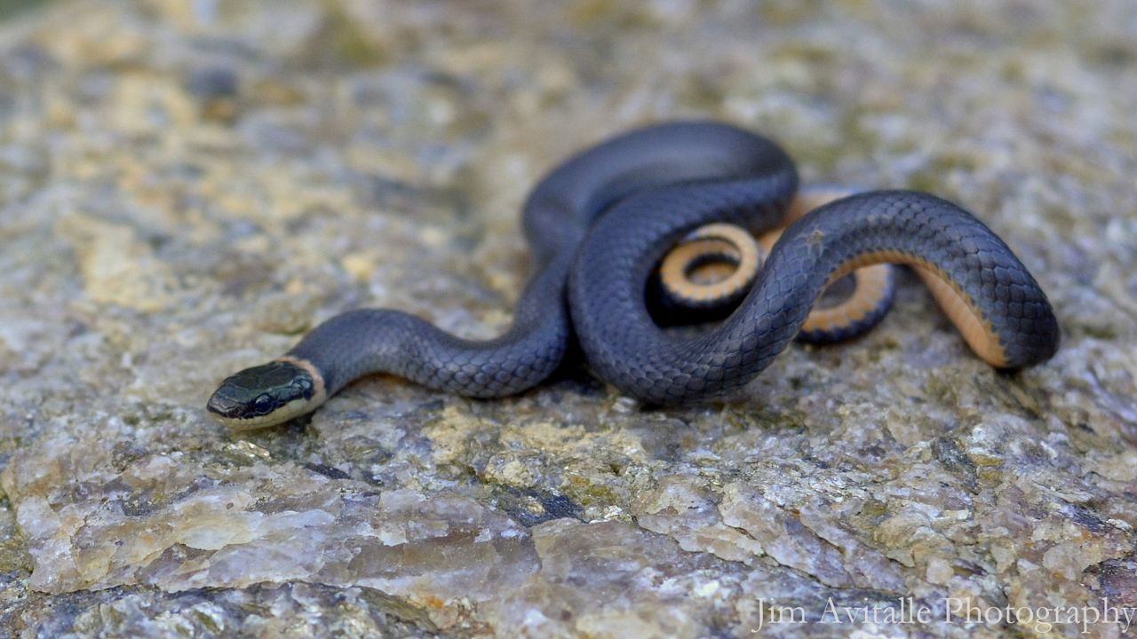 Photo of a Ringneck Snake by wildlife photographer Jim Avitalle.