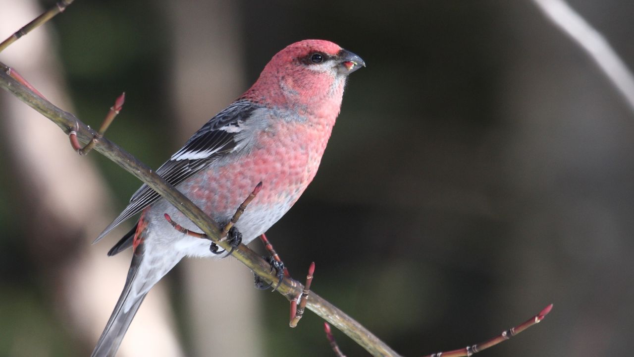 Pine Grosbeak (Pinicola enucleator), male, eating a bud.