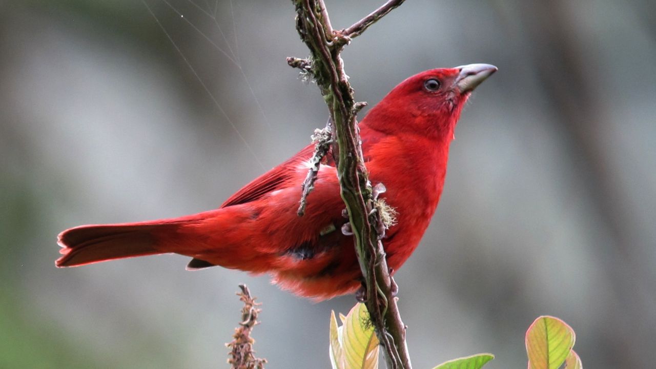 Piranga flava Piranga bermeja Hepatic Tanager (male)
