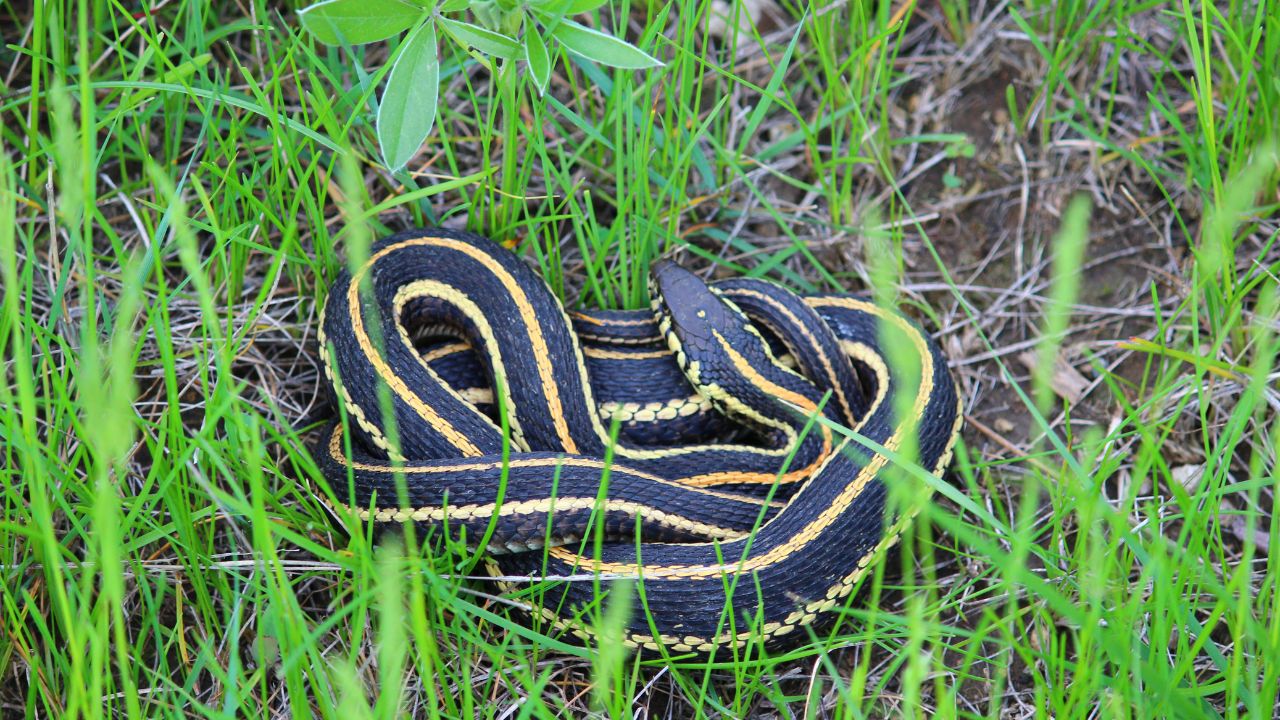 Plains Garter Snake