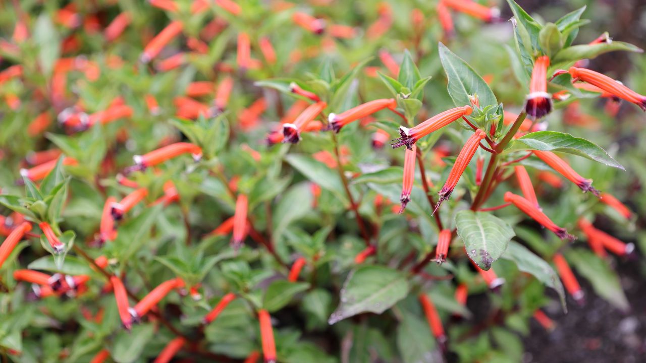 Plante cigarette (Cuphea ignea)