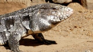 Pouso Alegre, Transpantaneira, Poconé, Mato Grosso, BRAZIL Argentine Black-and-White Tegu (Salvator merianae) male