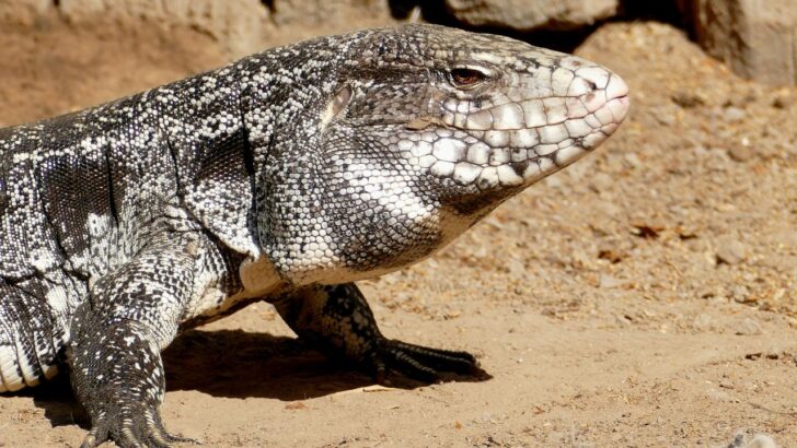 10 Exotic Pets That Are Now Invasive Species