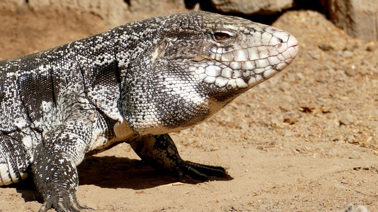 Pouso Alegre, Transpantaneira, Pocon&eacute;, Mato Grosso, BRAZIL Argentine Black-and-White Tegu (Salvator merianae) male
