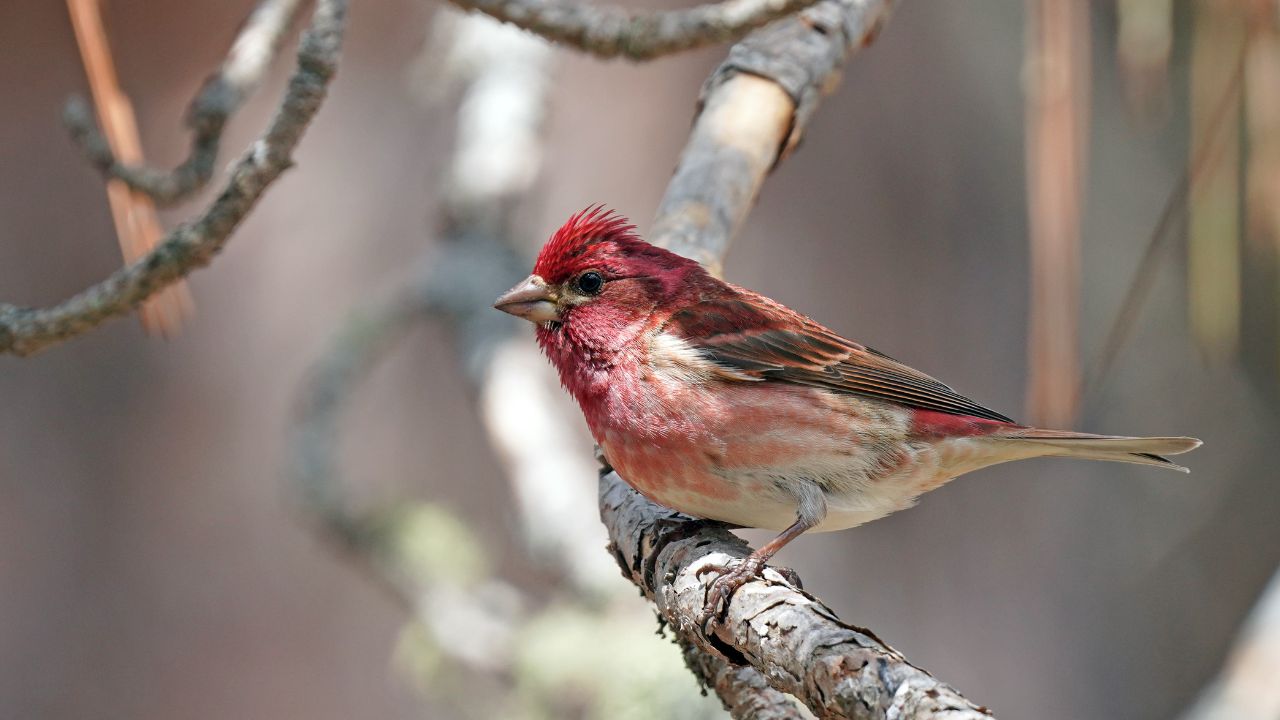 Purpurgimpel (Haemorhous purpureus) Purple Finch