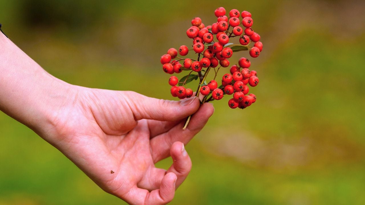 Pyracantha Coccinea Nana, Firethorn