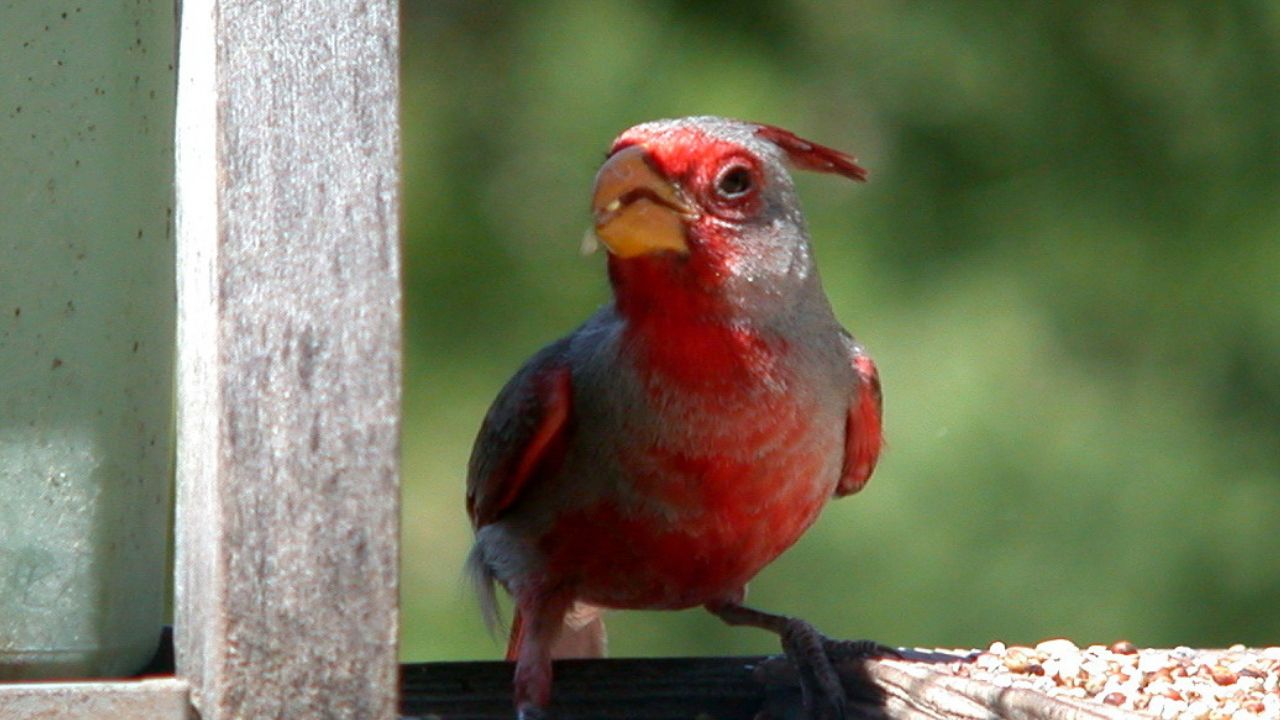 Pyrruloxia Cardinalis sinuatus Arizona