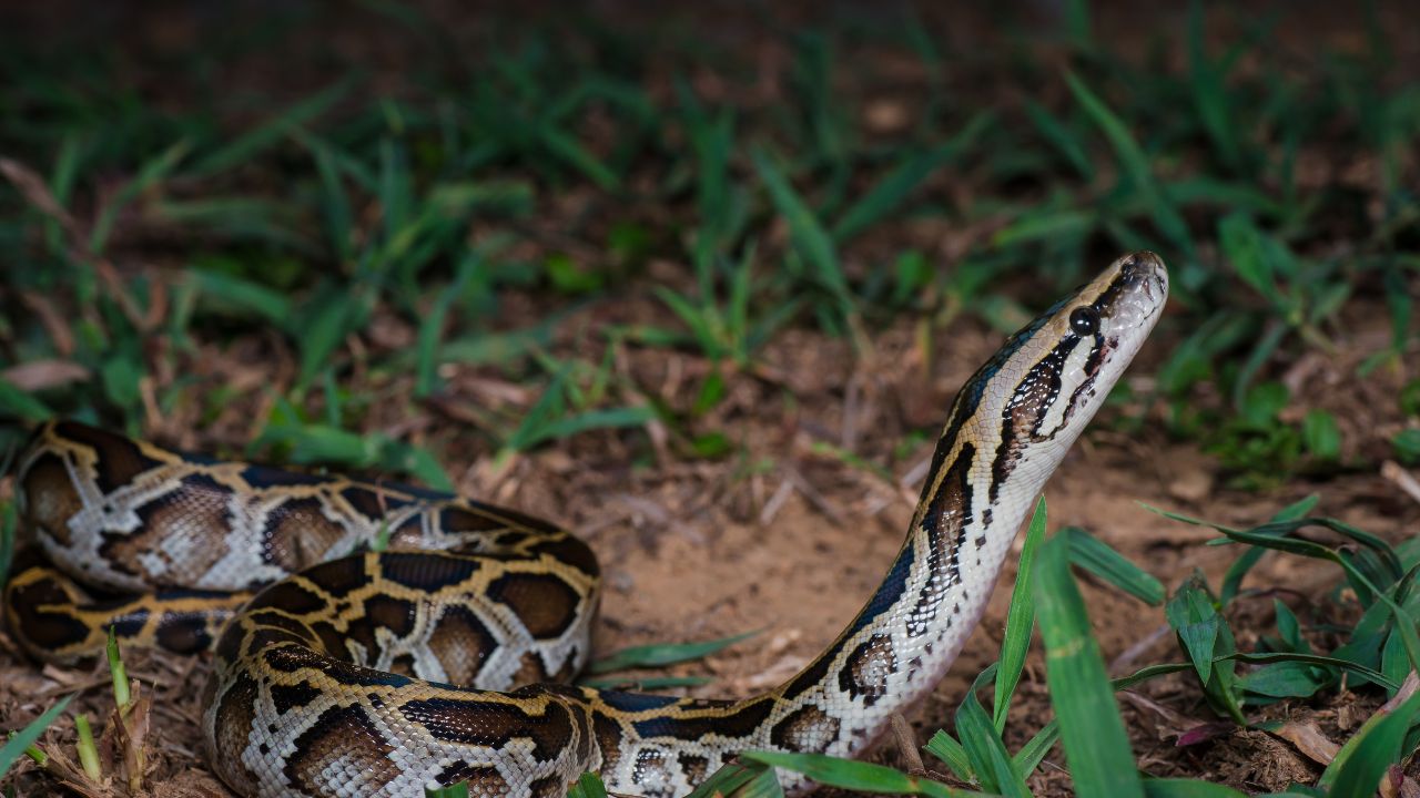 Python bivittatus, Burmese python (juvenile) - Kaeng Krachan National Park