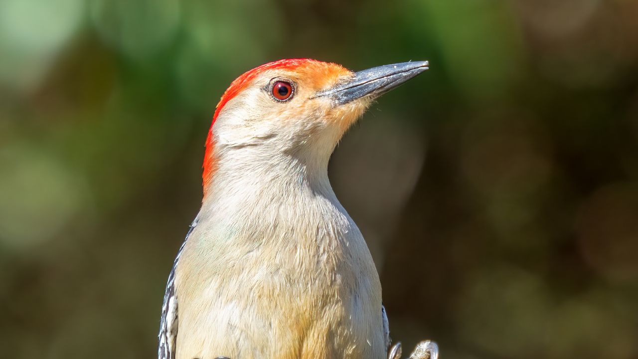 Red-bellied woodpecker in Prospect Park, Brooklyn