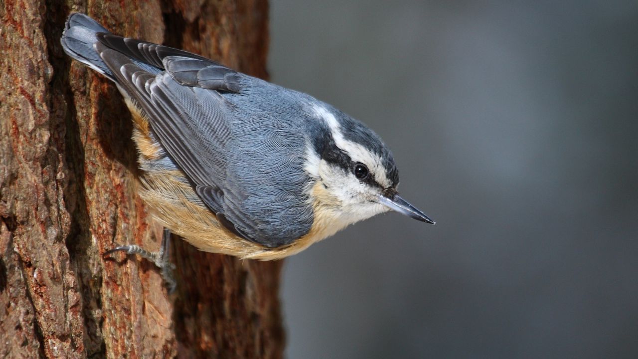 Red-breasted Nuthatch (Sitta canadensis)