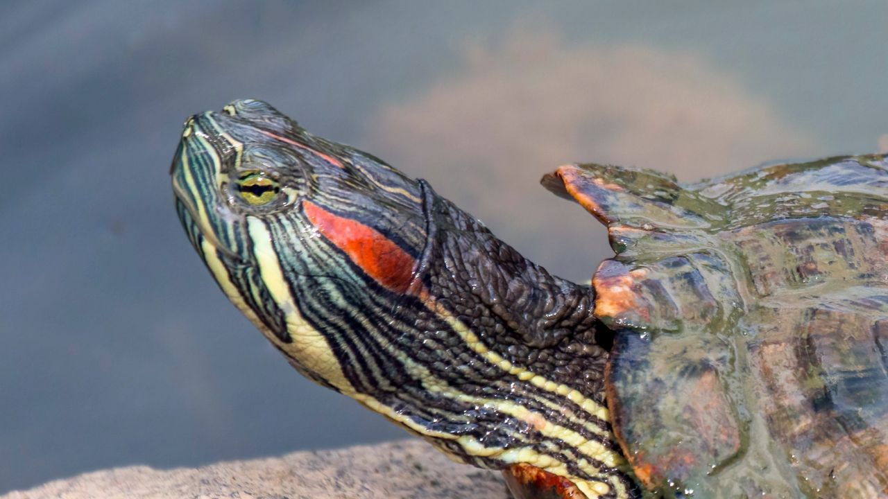 Red-eared slider (Trachemys scripta elegans), Botanic Gardens, Singapore