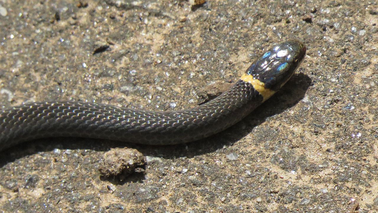 Ringneck Snake close up