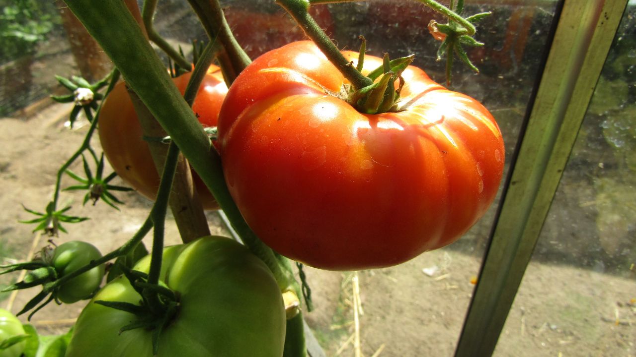 Ripe Tomatos (Solanum lycopersicum) on a plant of the variety 'Sub Arctic Plenty' growing in a greenhouse within the village of Trimingham, Norfolk, United Kingdom.
