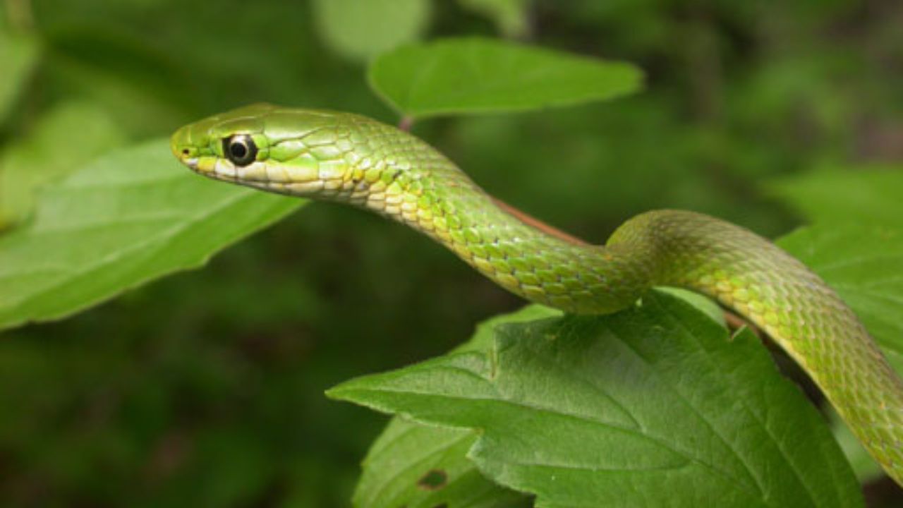 Rough Green Snake
