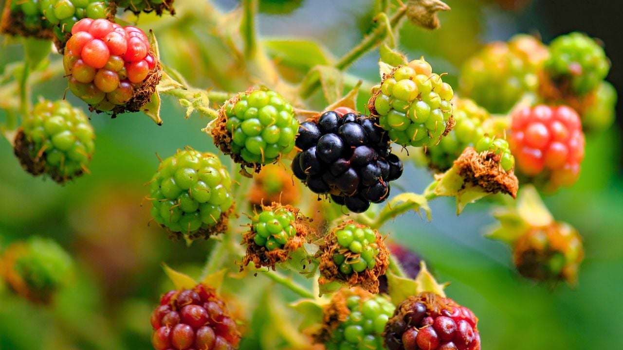 Rubus fruticosus, blackberry