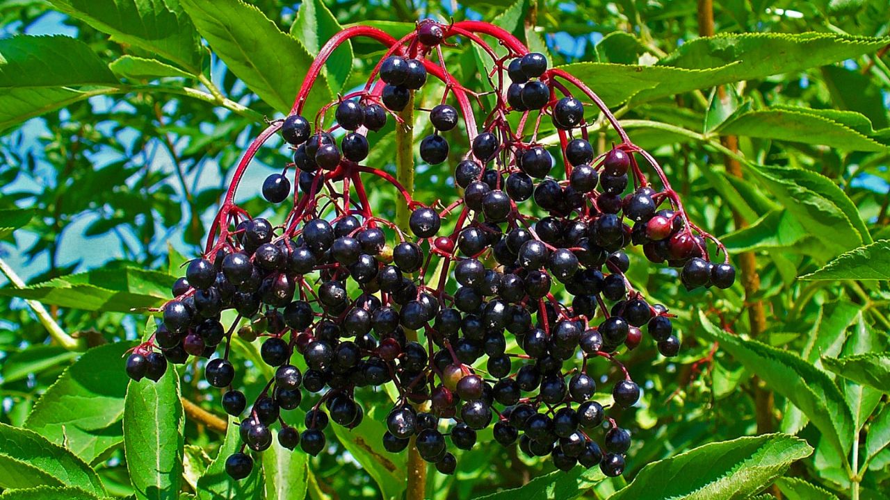 Sambucus nigra, Adoxaceae, Elder, Elderberry, Black Elder, European Elder.