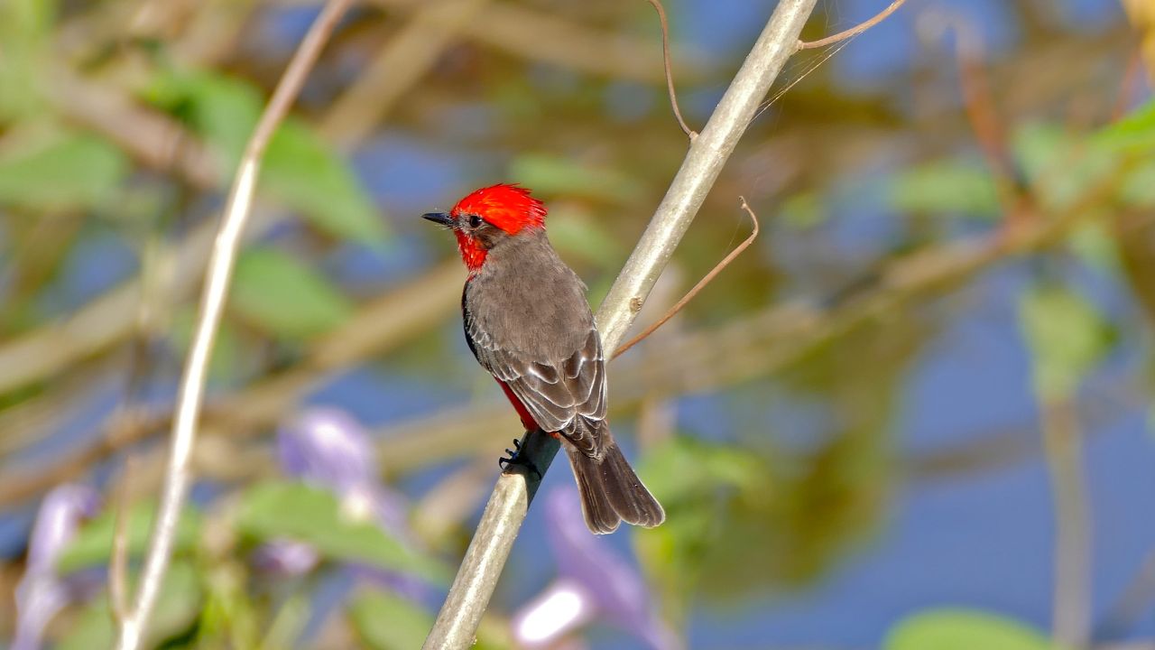 Scarlet Flycatcher (Pyrocephalus rubinus) male