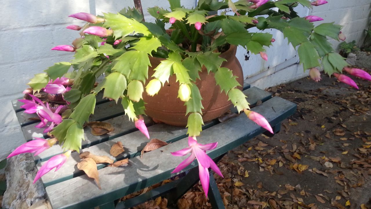Schlumbergera truncata