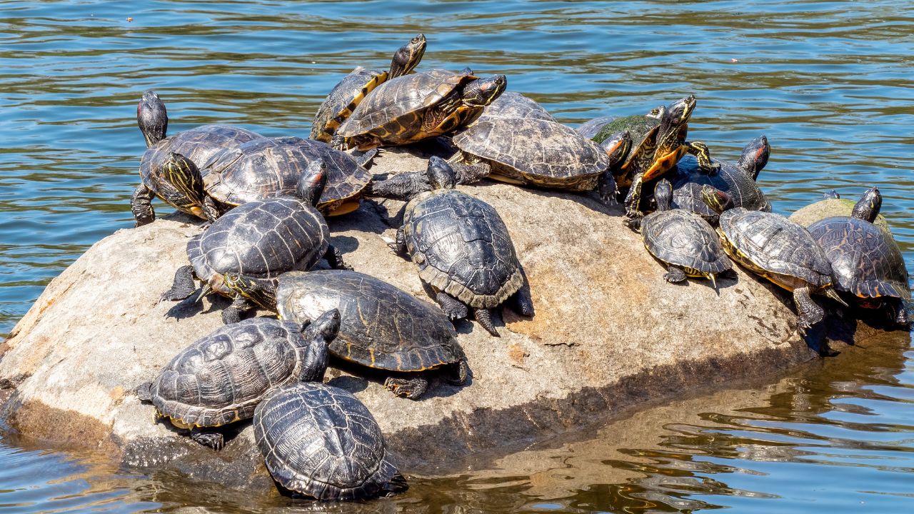 Several red-eared sliders (Trachemys scripta elegans) and yellow-bellied sliders (Trachemys scripta scripta)