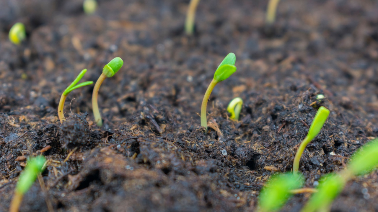 Sprouted seeds of flowers of marigolds sown on seedlings in a box in the soil of a house
