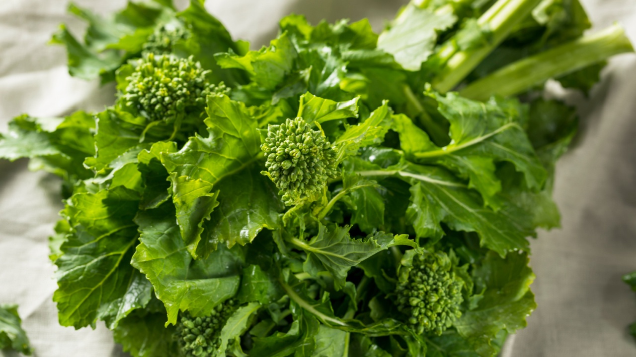 Raw Green Organic Broccoli Rabe Ready to Cook