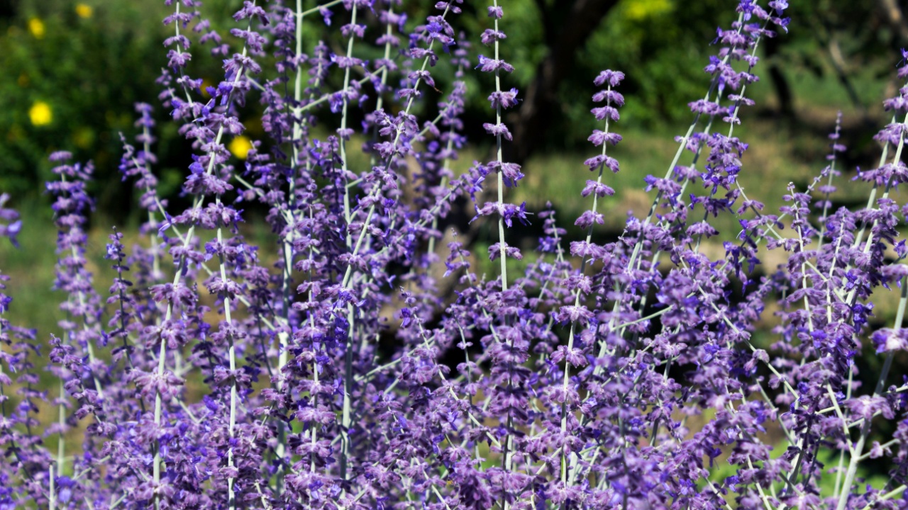 Flowering plant Perovskia atriplicifolia - a flower similar to lavender in summer in the botanical garden