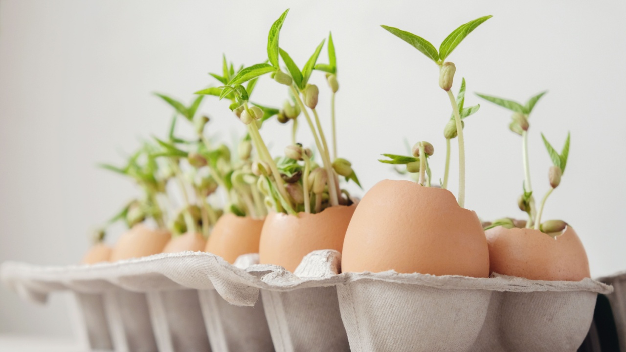 seedling plants in eggshells, eco gardening, montessori, education concept, reuse and Eco green sustainable living concept