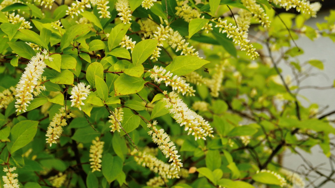 Close up of Virginia sweetspire or Virginia willow (Itea virginica Henry's Garnet) is deciduous shrub with fragrant creamy-white flowers. In autumn green leaves turn to shades of red, orange and gold.