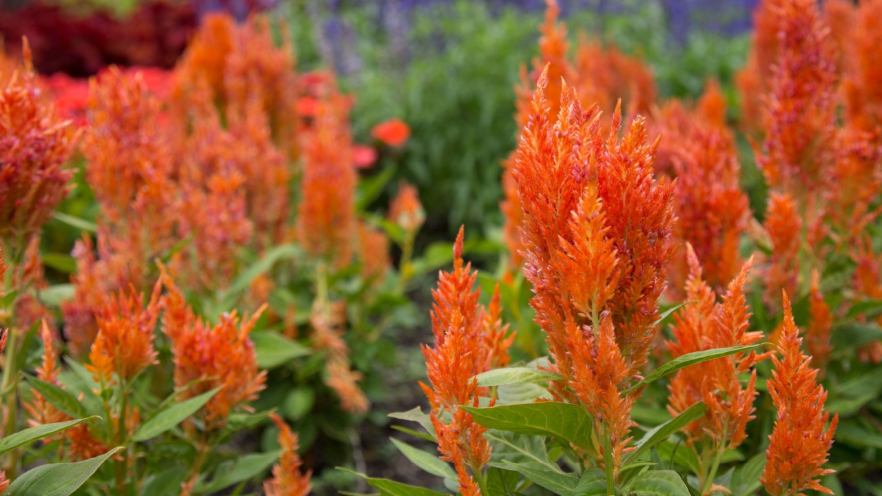 Bright orange celosia flowers in the foreground of a botanical garden, celosia argentea