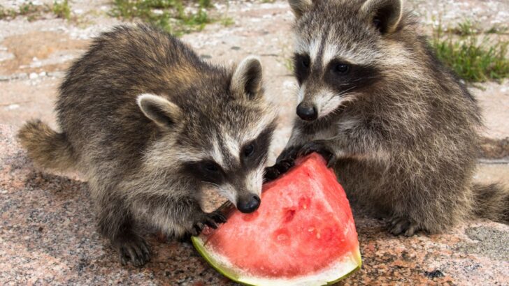 These ‘Kindnesses’ to Wildlife Could Be Killing Your Garden