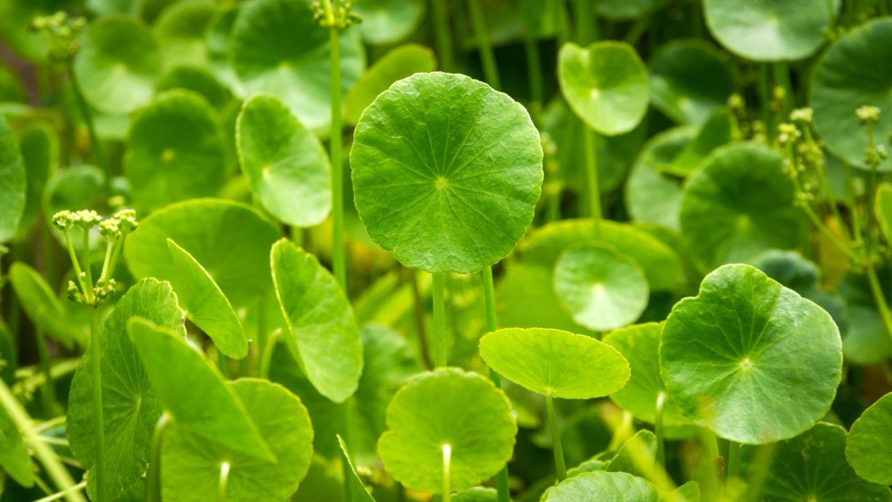 Gotu Kola, Centella Asiatica, Asiatic Pennywort, Hydrocotyle, Tiger Herbal, Indian pennywort (Apiaceae, Umbelliferae) in the herb garden