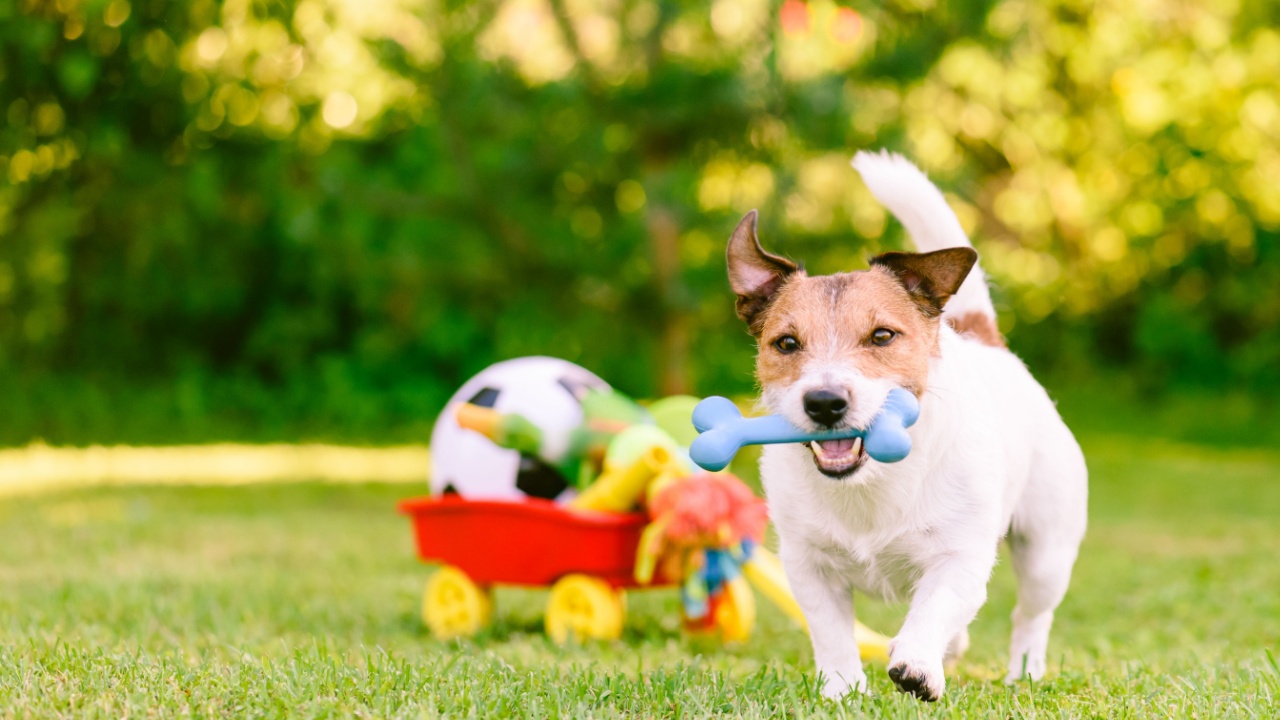Happy dog playing outdoor walking with rubber bone next to cart full of doggy toys and balls