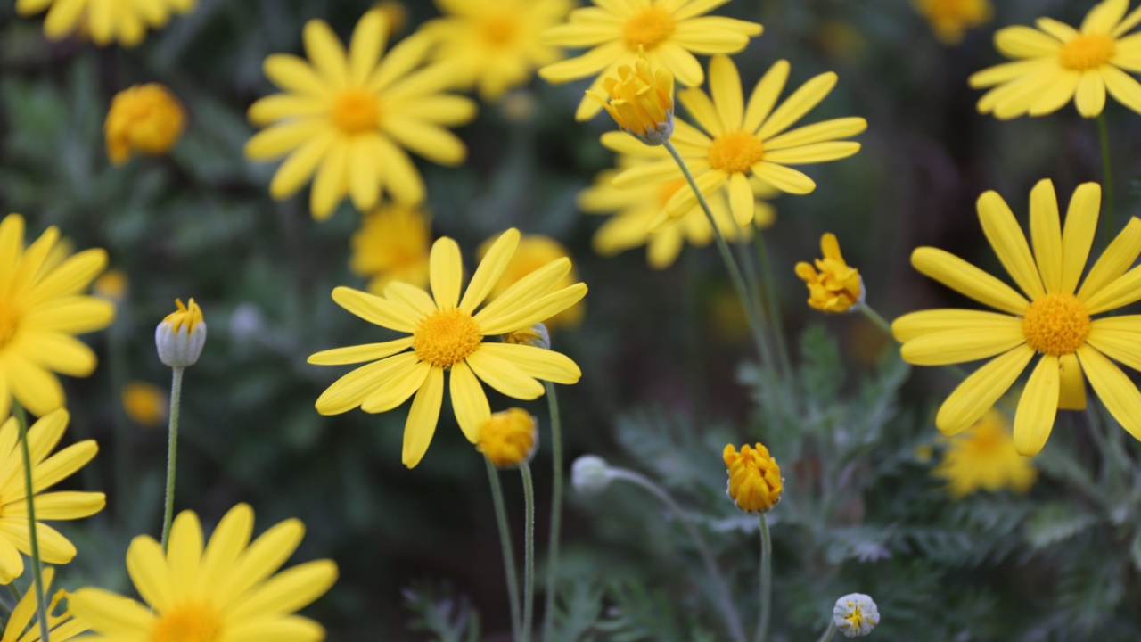 Outdoor view of Euryops pectinatus shrub, also called grey-leaved euryops, in the family Asteraceae. Pattern of yellow, daisy-like composite flowers with silvery green, hairy leaves. Natural picture.