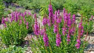 Blooming purple loosestrife (Lythrum salicaria) growing at a garden.