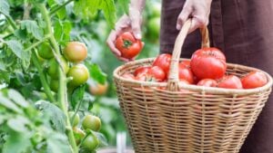 Woman is picking tomatoes in the greenhouse and puts into a basket