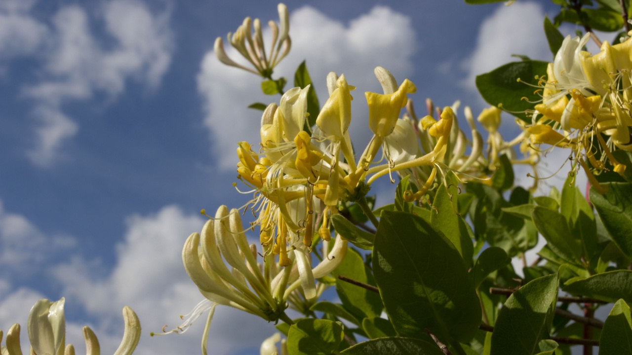 Lonicera periclymenum Scentsation Honeysuckle Yellow scented flower