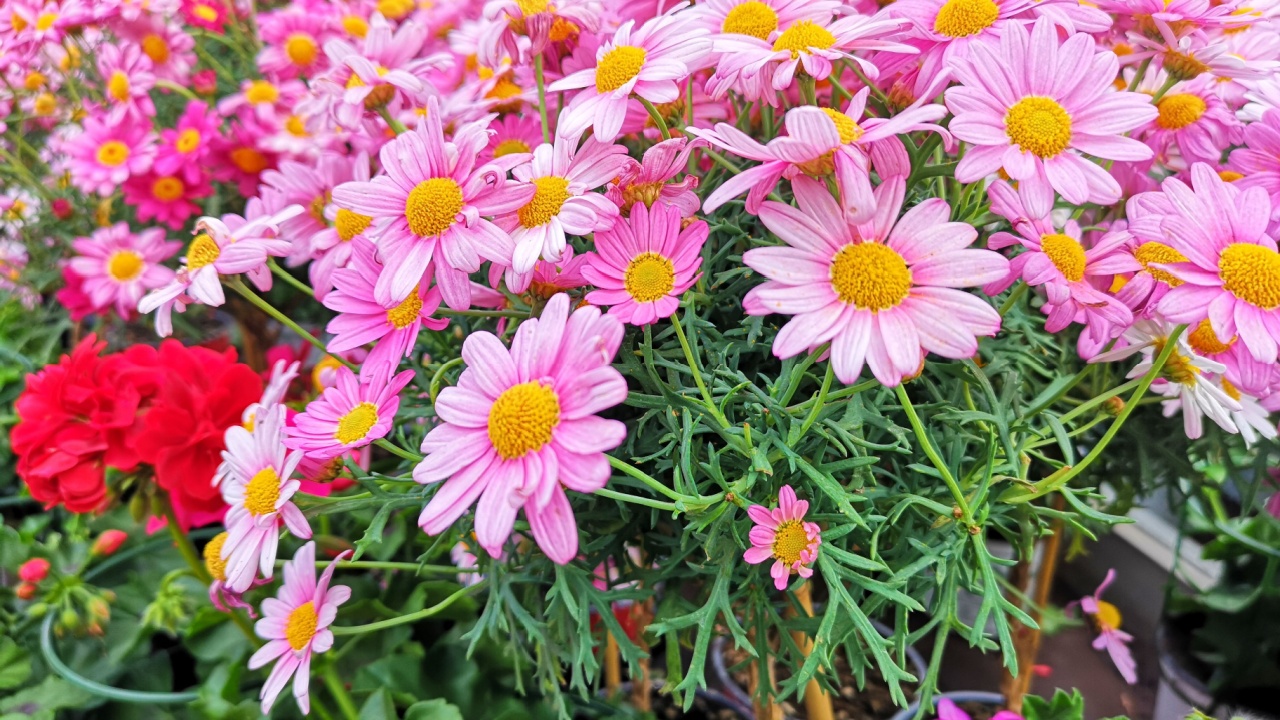 pink daysies ("Tanacetum coccineum") in neutral daylight